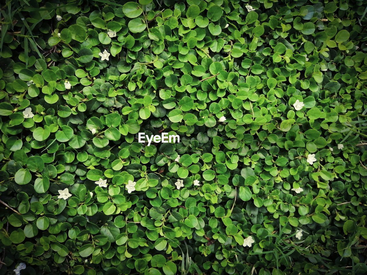 Full frame shot of fresh green plants