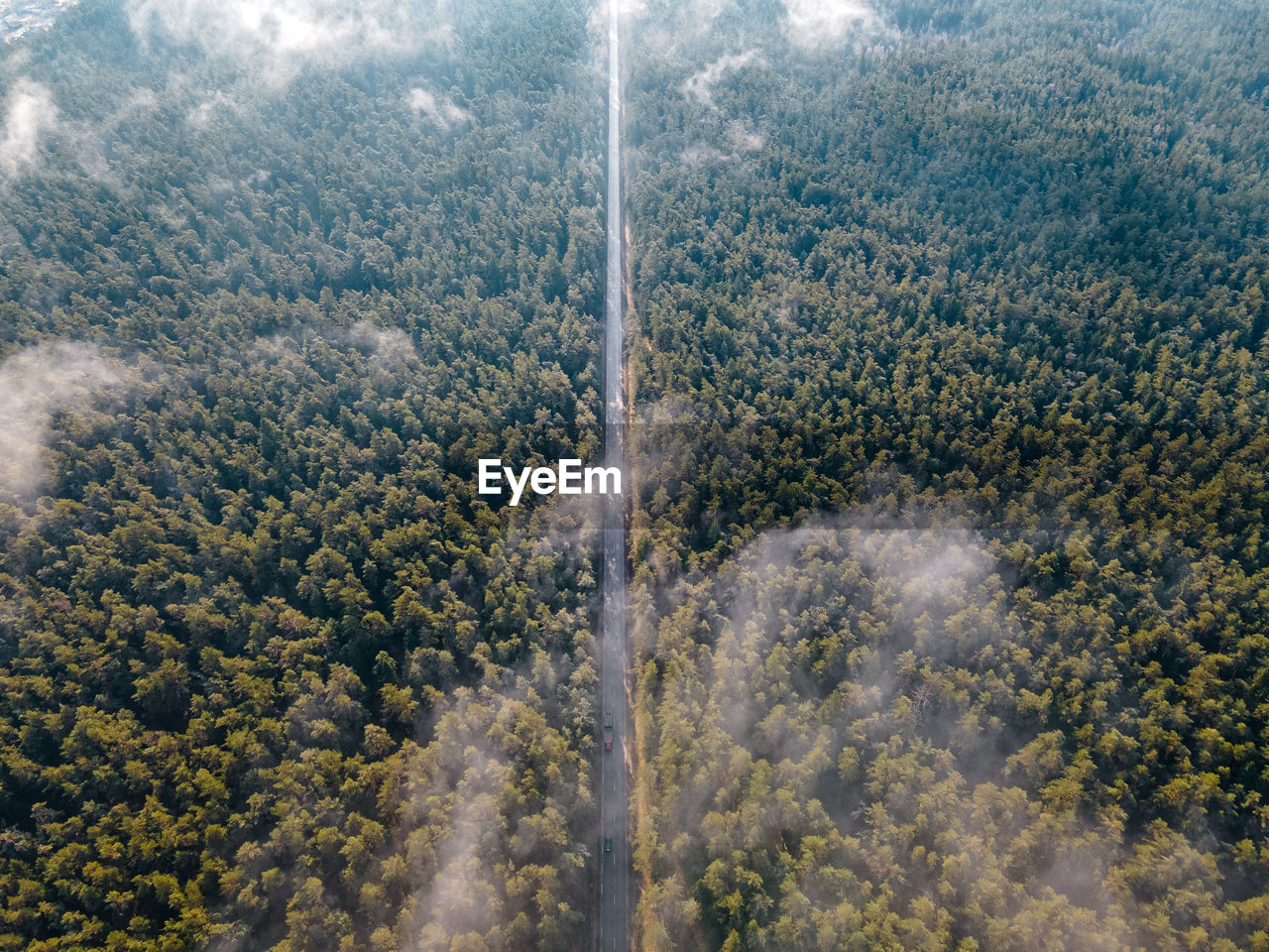 Open road in the pine forest with clouds and fog - aerial photo above the clouds