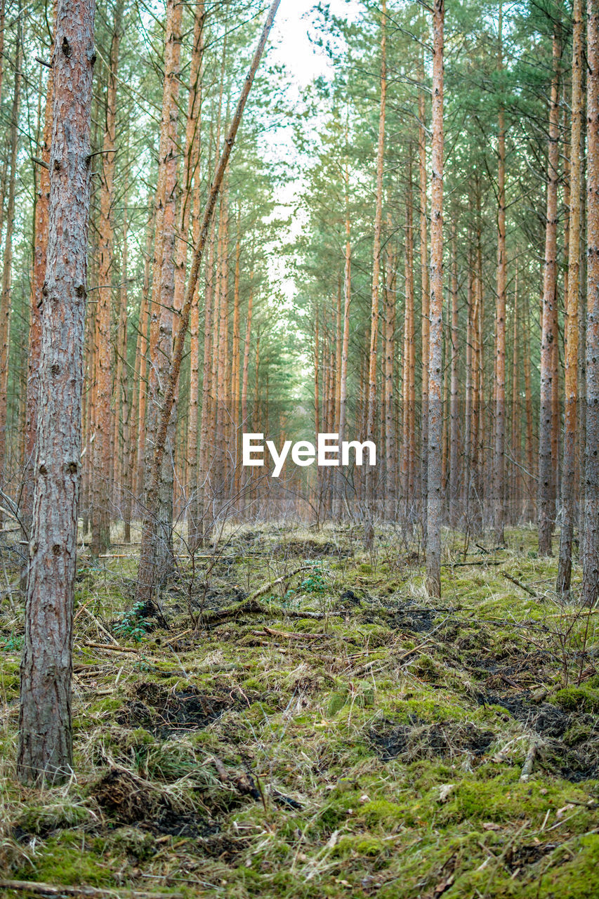 Pine trees in forest