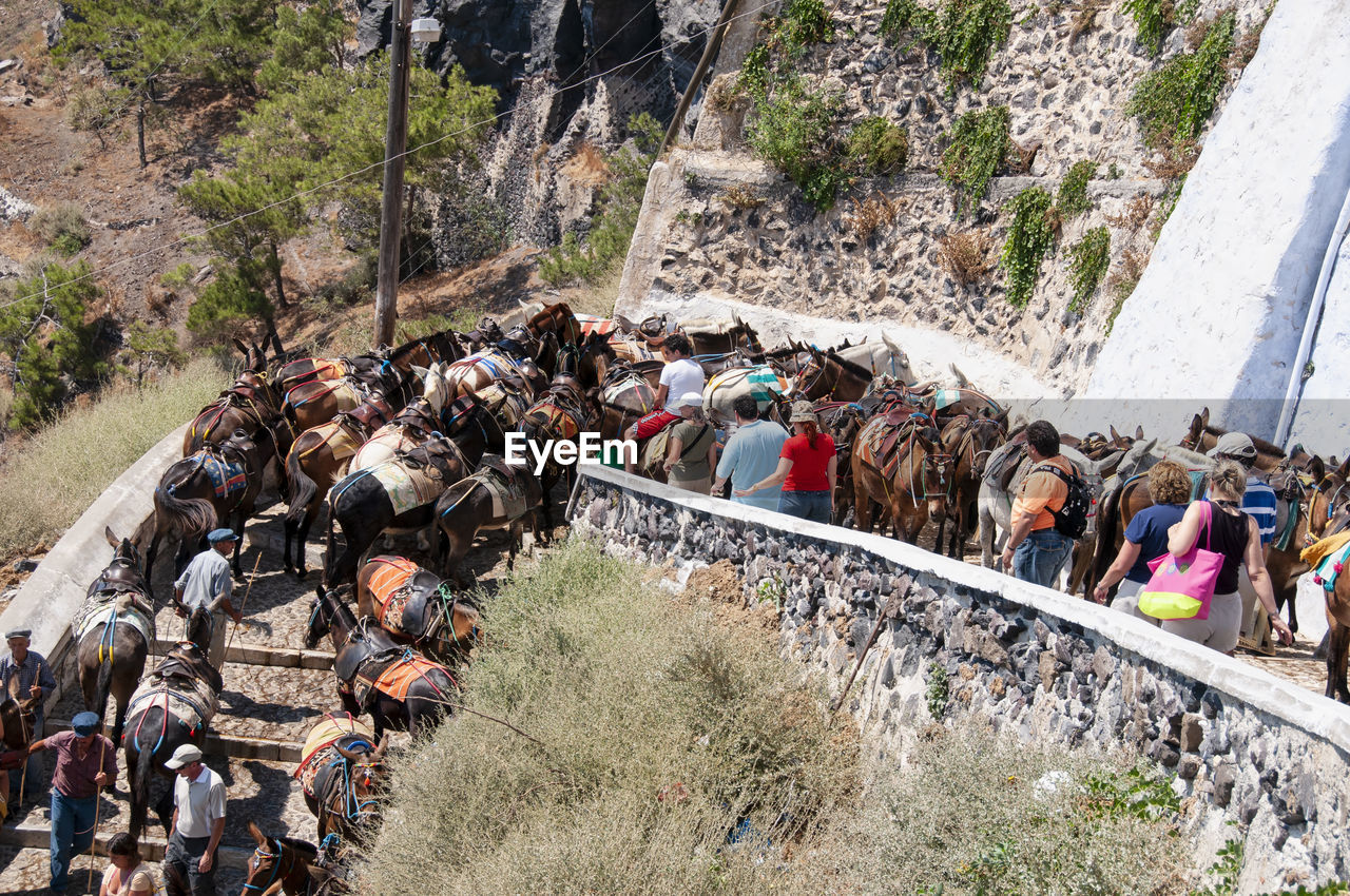 A large group of transport donkeys and tourists in a small street of santorini island in greece