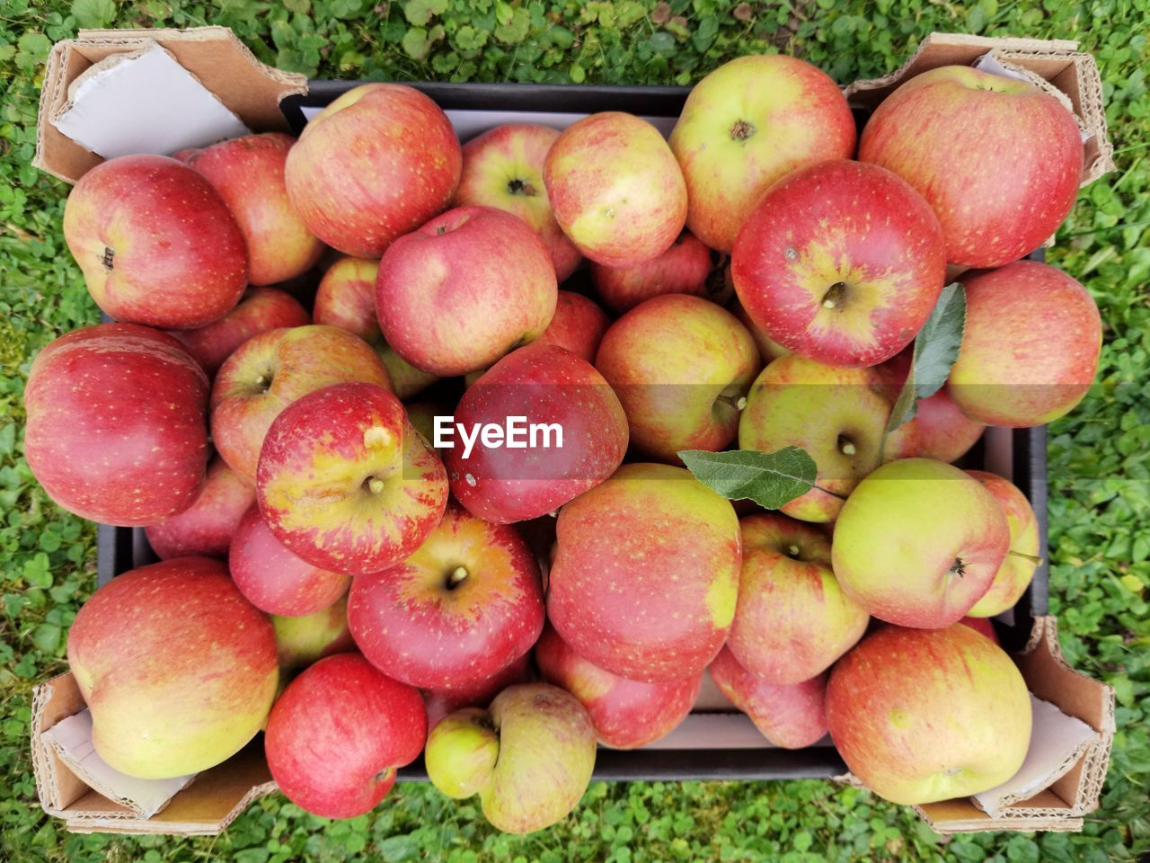 HIGH ANGLE VIEW OF APPLES IN VINEYARD