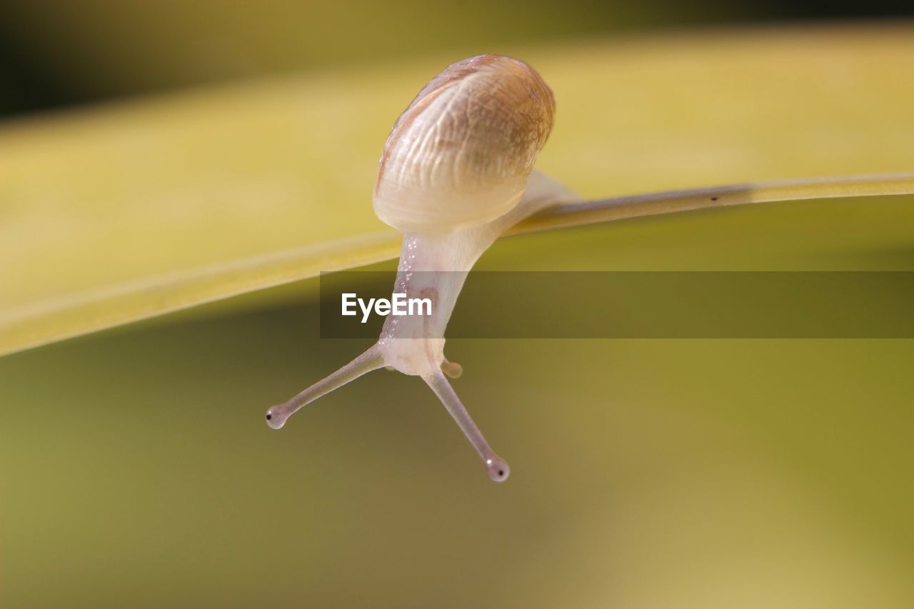 Close-up of snail