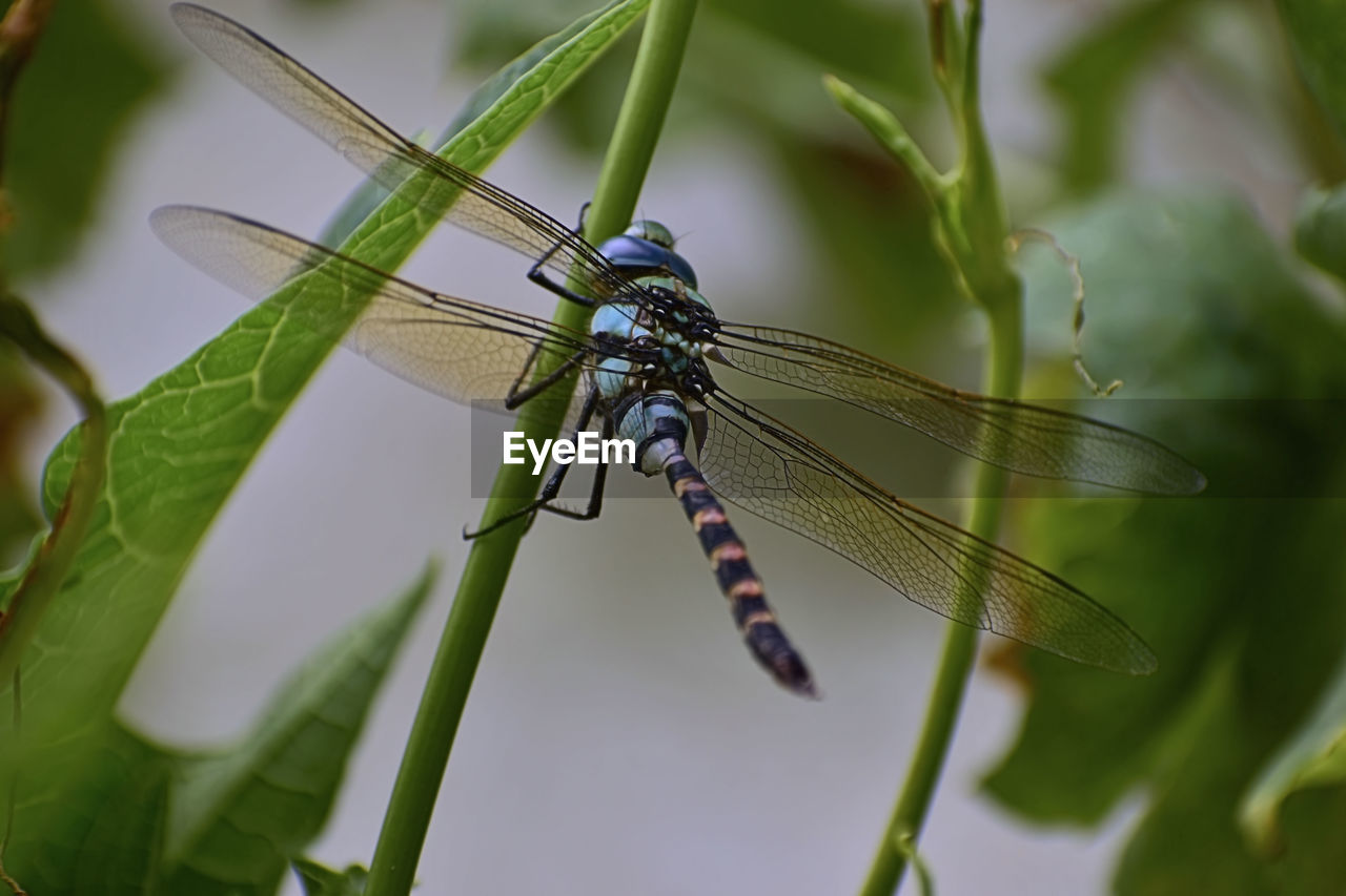 A beautiful photograph of a dragonfly siting on a plant.