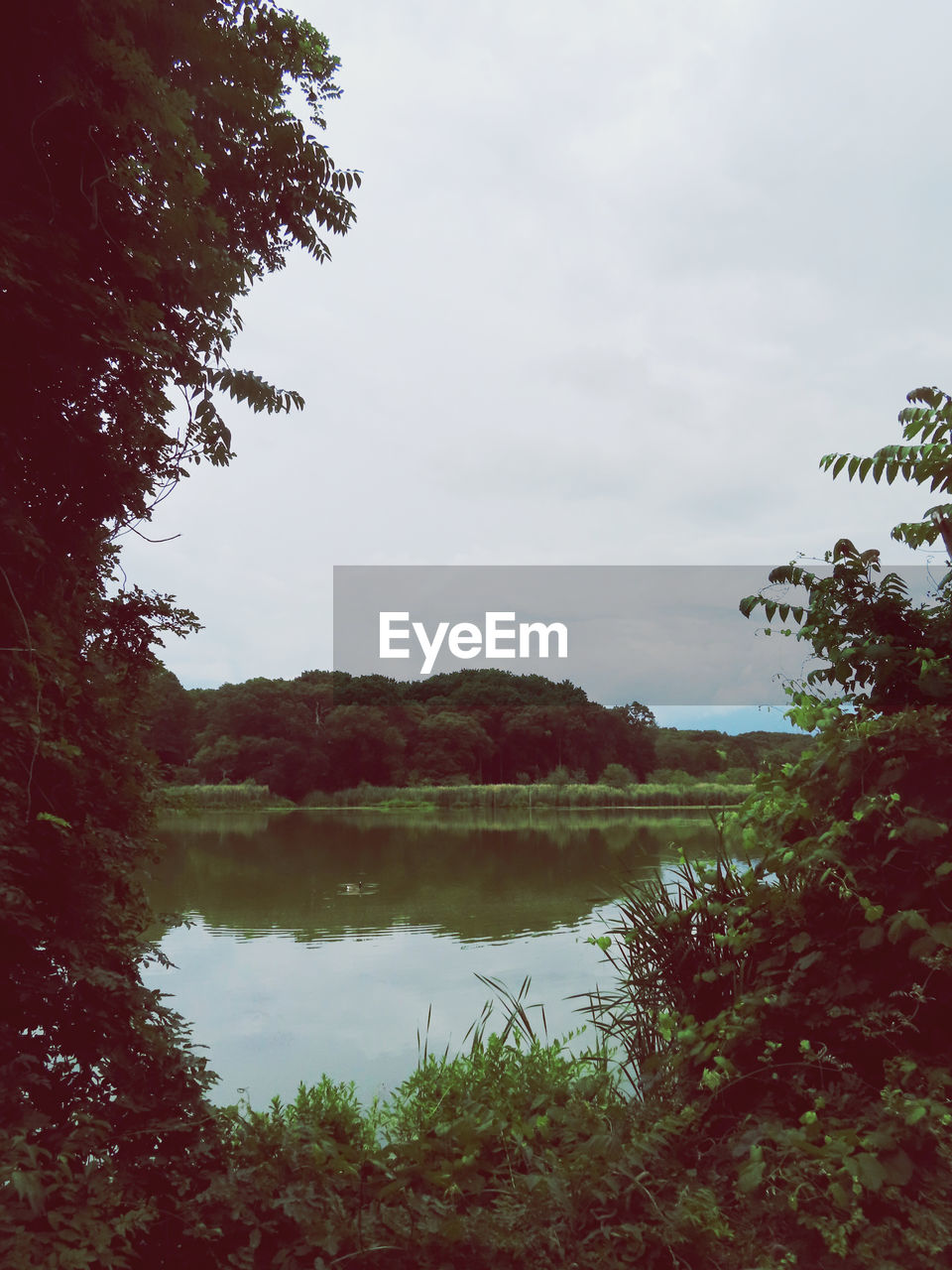 SCENIC VIEW OF LAKE AND TREES AGAINST SKY