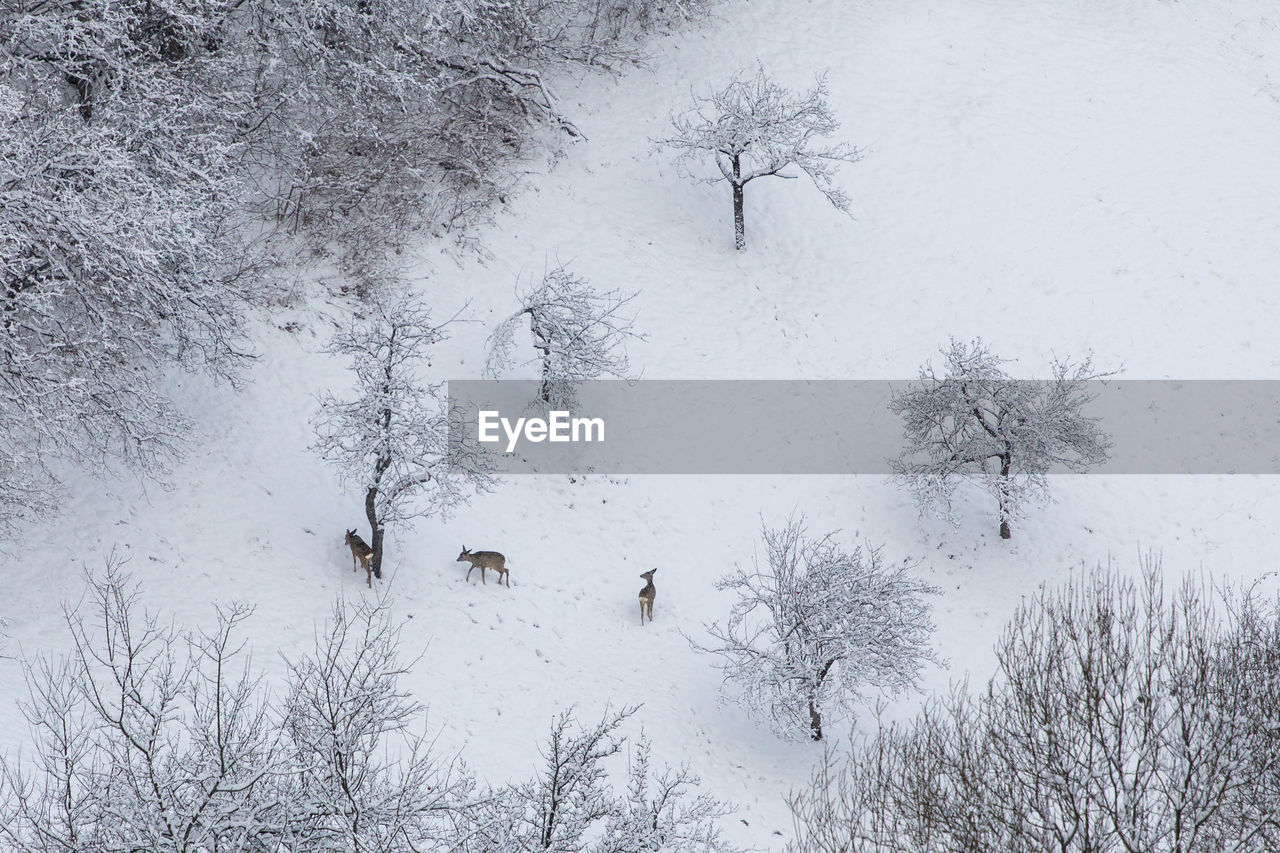 SCENIC VIEW OF SNOW COVERED LAND