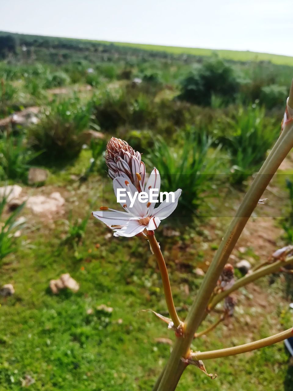 CLOSE-UP OF FLOWERS BLOOMING IN FIELD