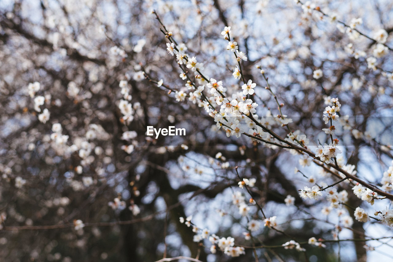 LOW ANGLE VIEW OF CHERRY BLOSSOM TREE