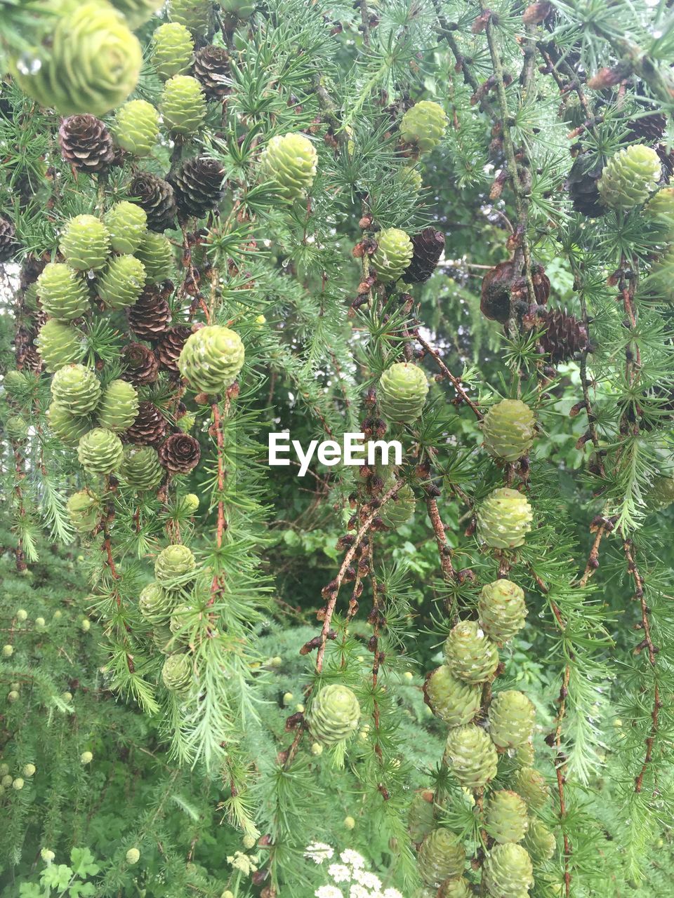 PLANTS GROWING ON TREE