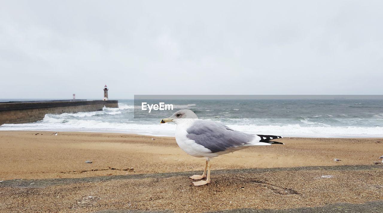VIEW OF SEAGULL ON BEACH