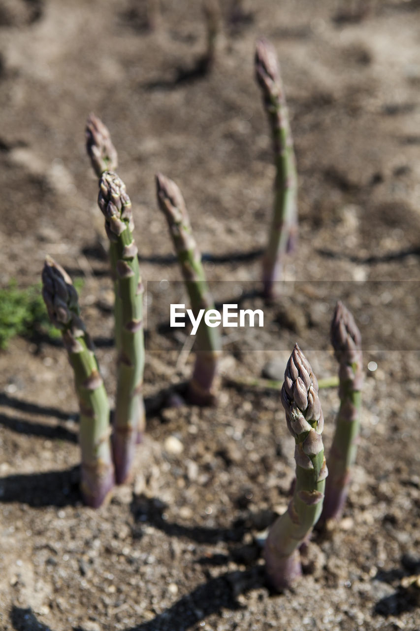 Close-up of plants growing on field