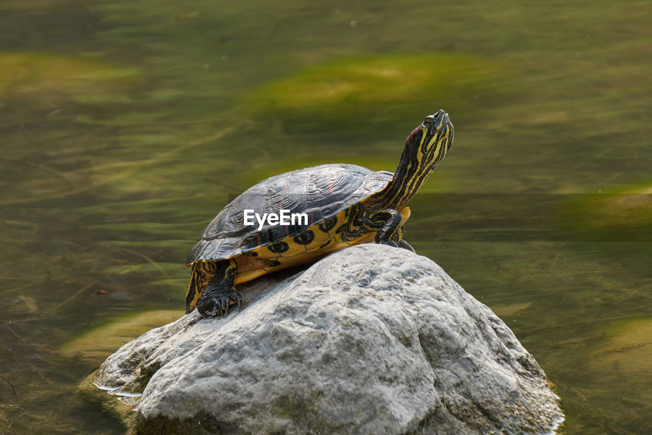 Turtle rest on rock at sun on pond