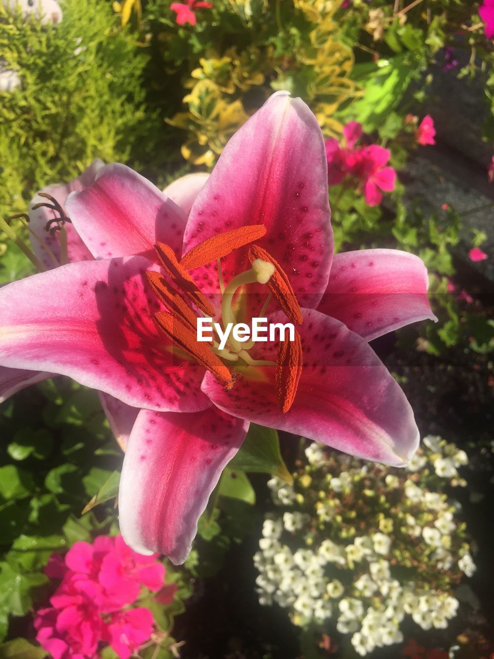 CLOSE-UP OF PINK FLOWER BLOOMING OUTDOORS