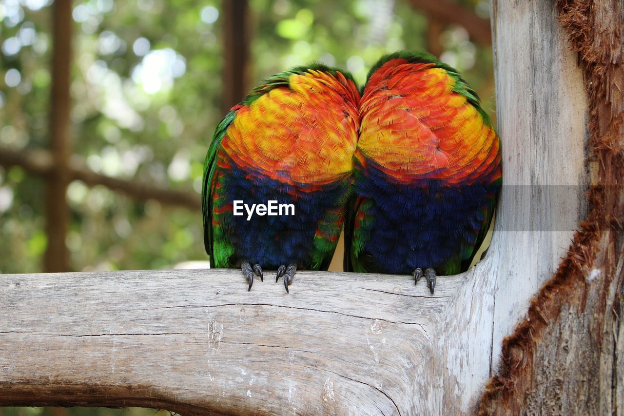 VIEW OF PARROT PERCHING ON TREE