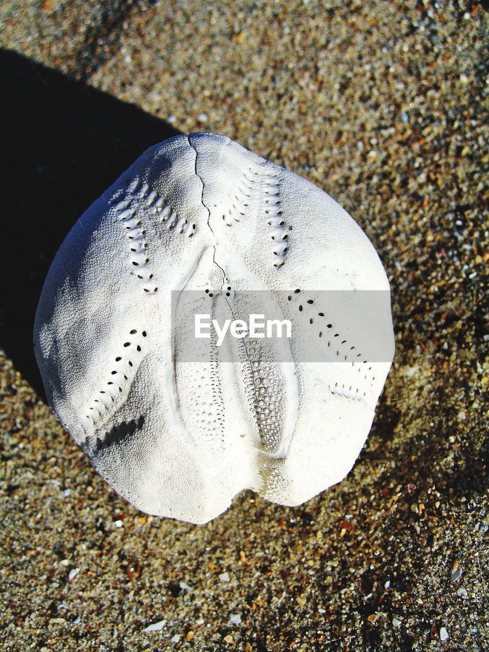 Directly above shot of white seashell at beach