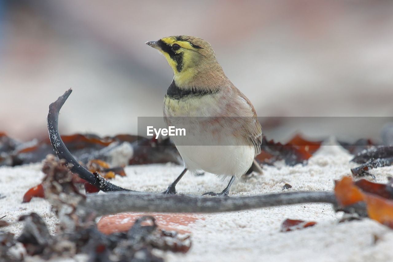 CLOSE-UP OF BIRD PERCHING ON A SNOW