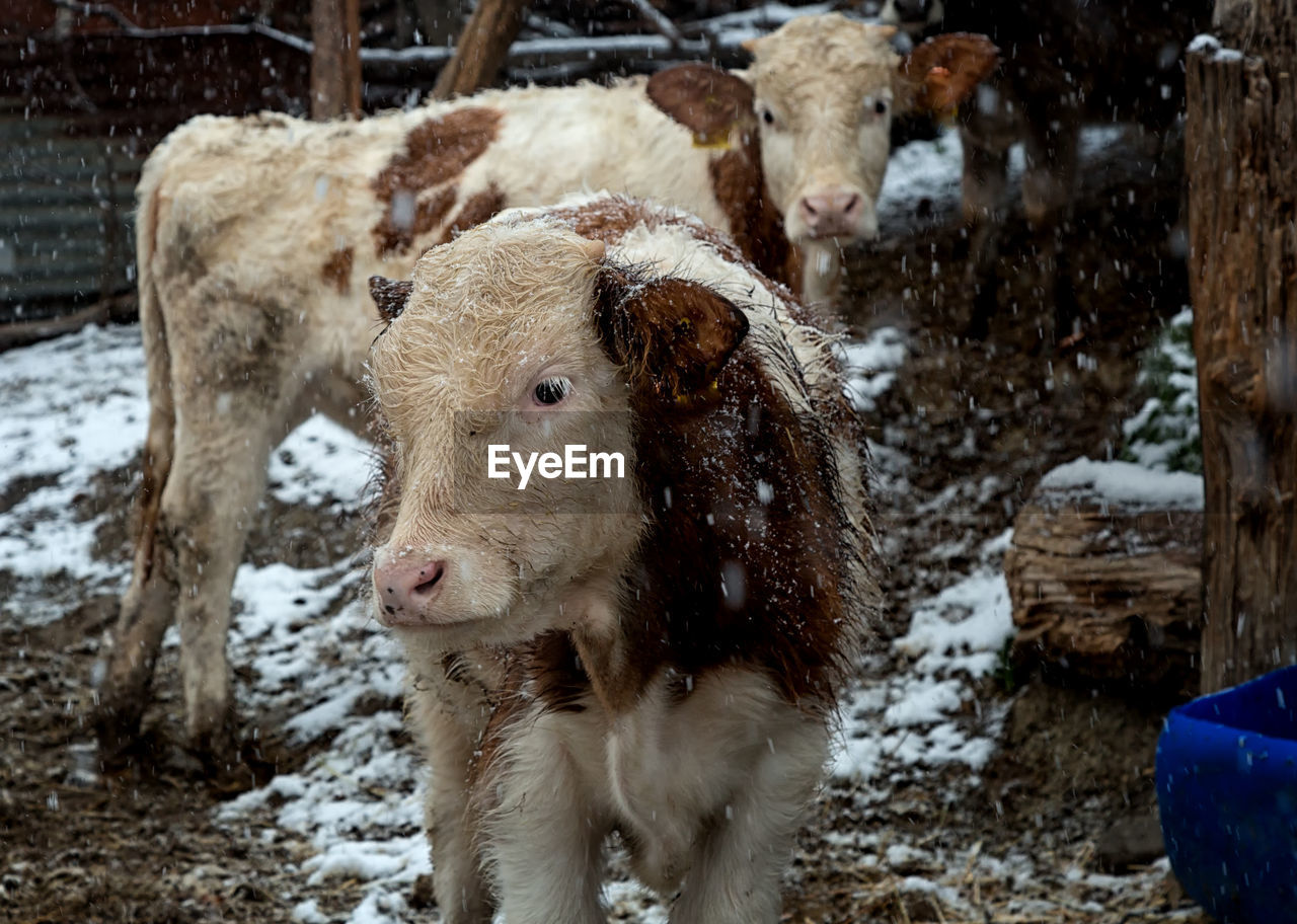 Cows standing on field during snowfall