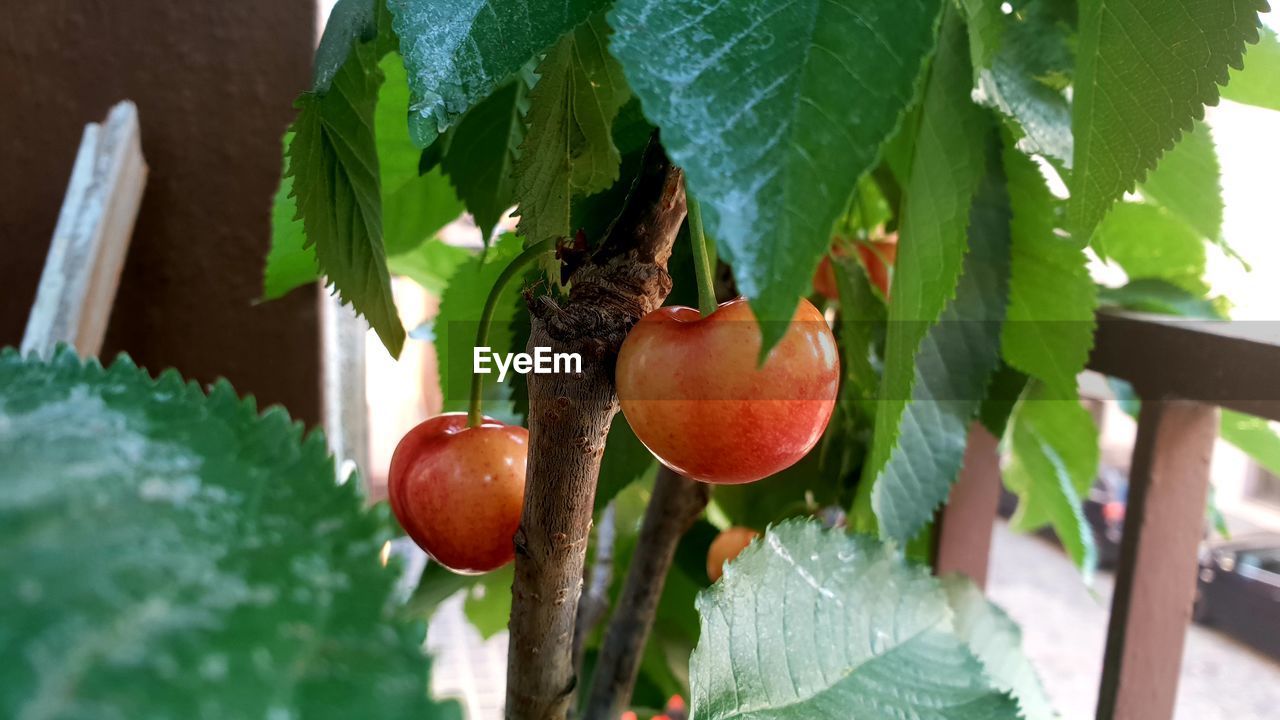 CLOSE-UP OF FRUITS ON TREE