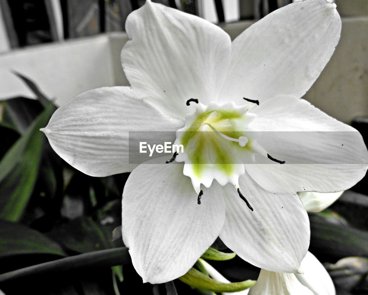 CLOSE-UP OF FLOWER