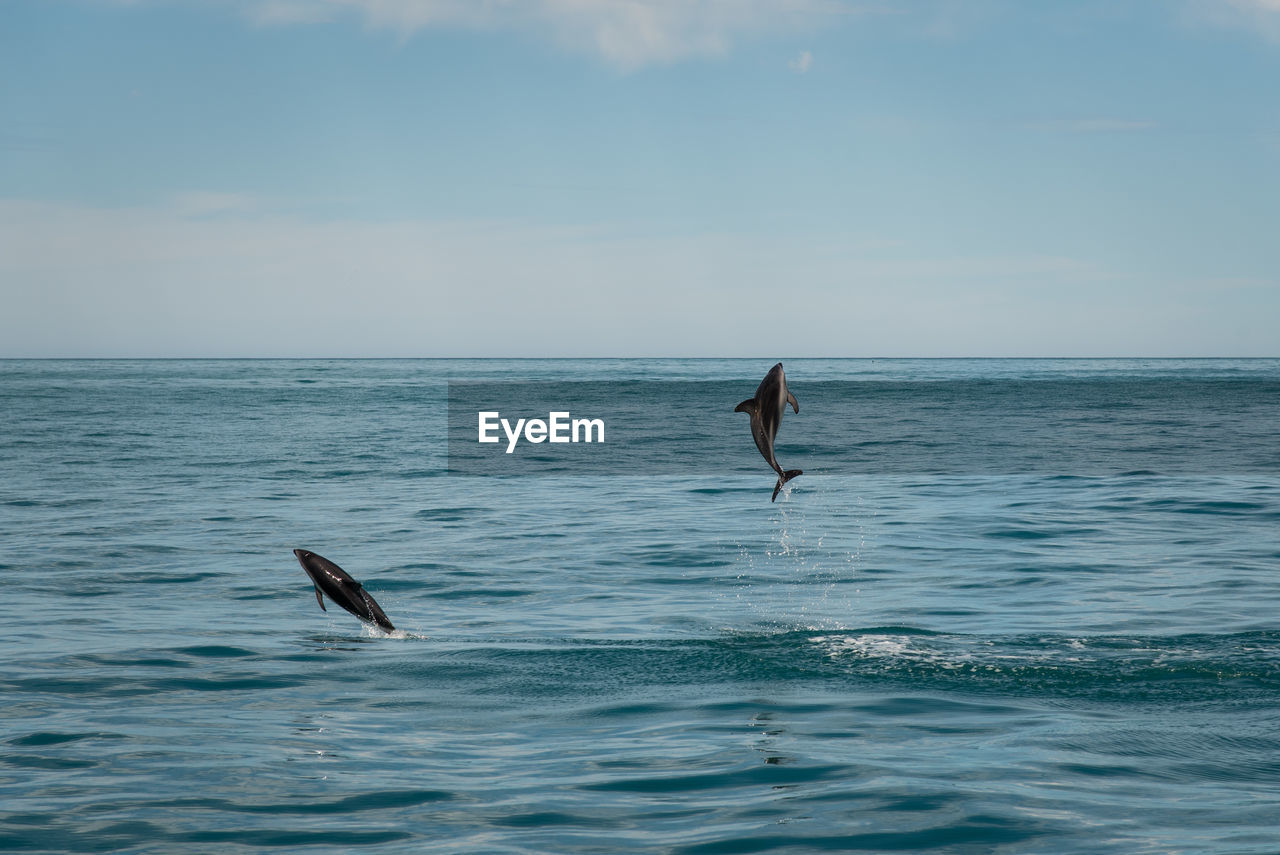 VIEW OF TWO BIRDS IN SEA