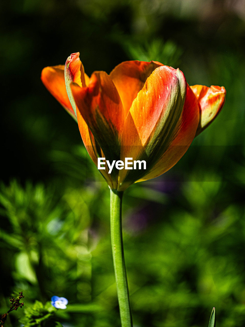 plant, flower, flowering plant, beauty in nature, freshness, close-up, nature, yellow, fragility, petal, flower head, growth, inflorescence, no people, plant stem, macro photography, focus on foreground, outdoors, springtime, green, botany, plant part, leaf, orange color, tulip, blossom, day