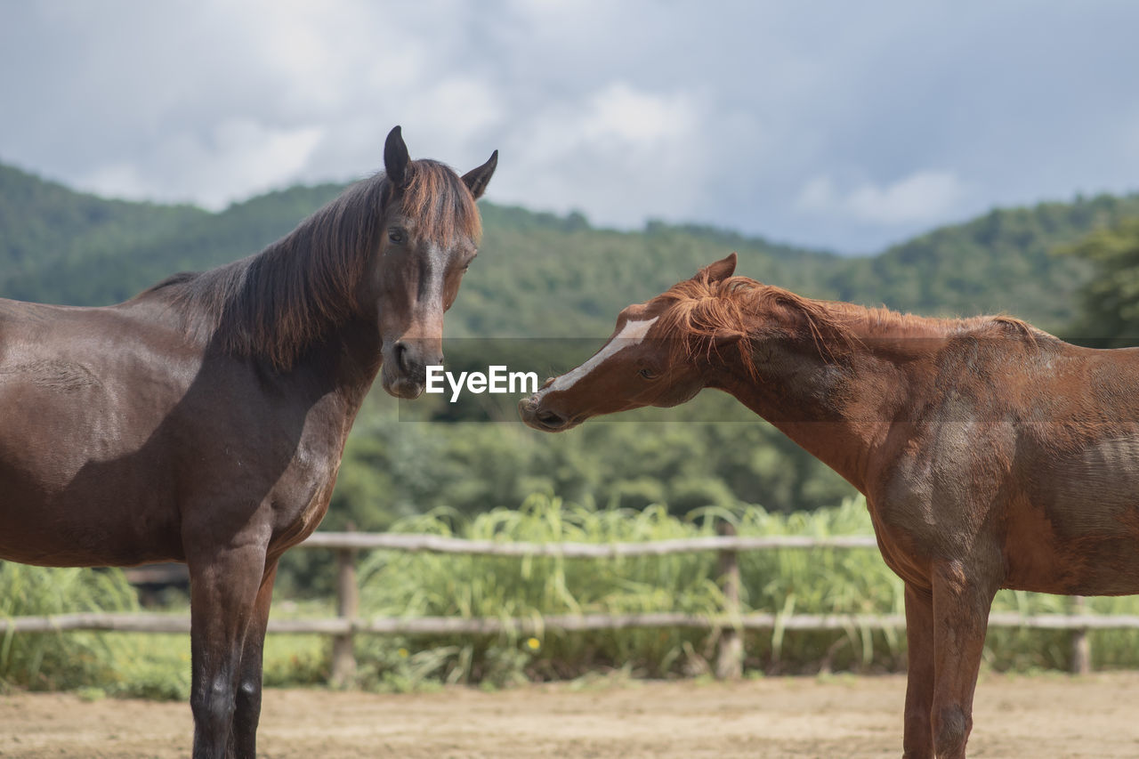 Horses standing in ranch