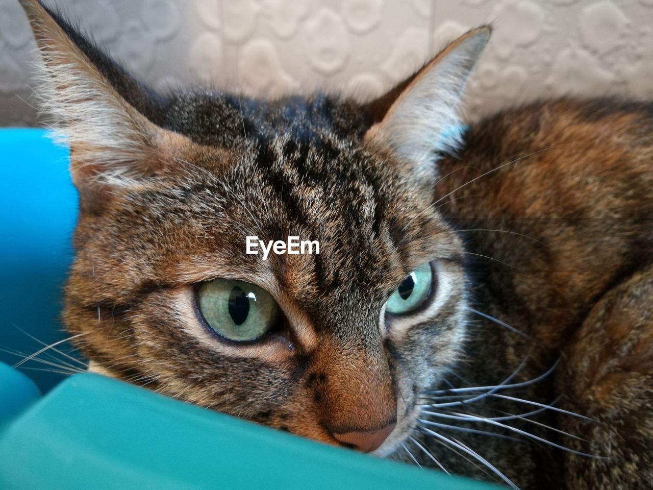 Close-up portrait of a cat