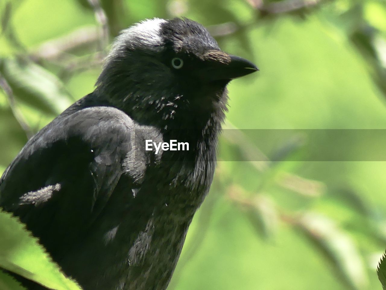 close-up of bird perching outdoors