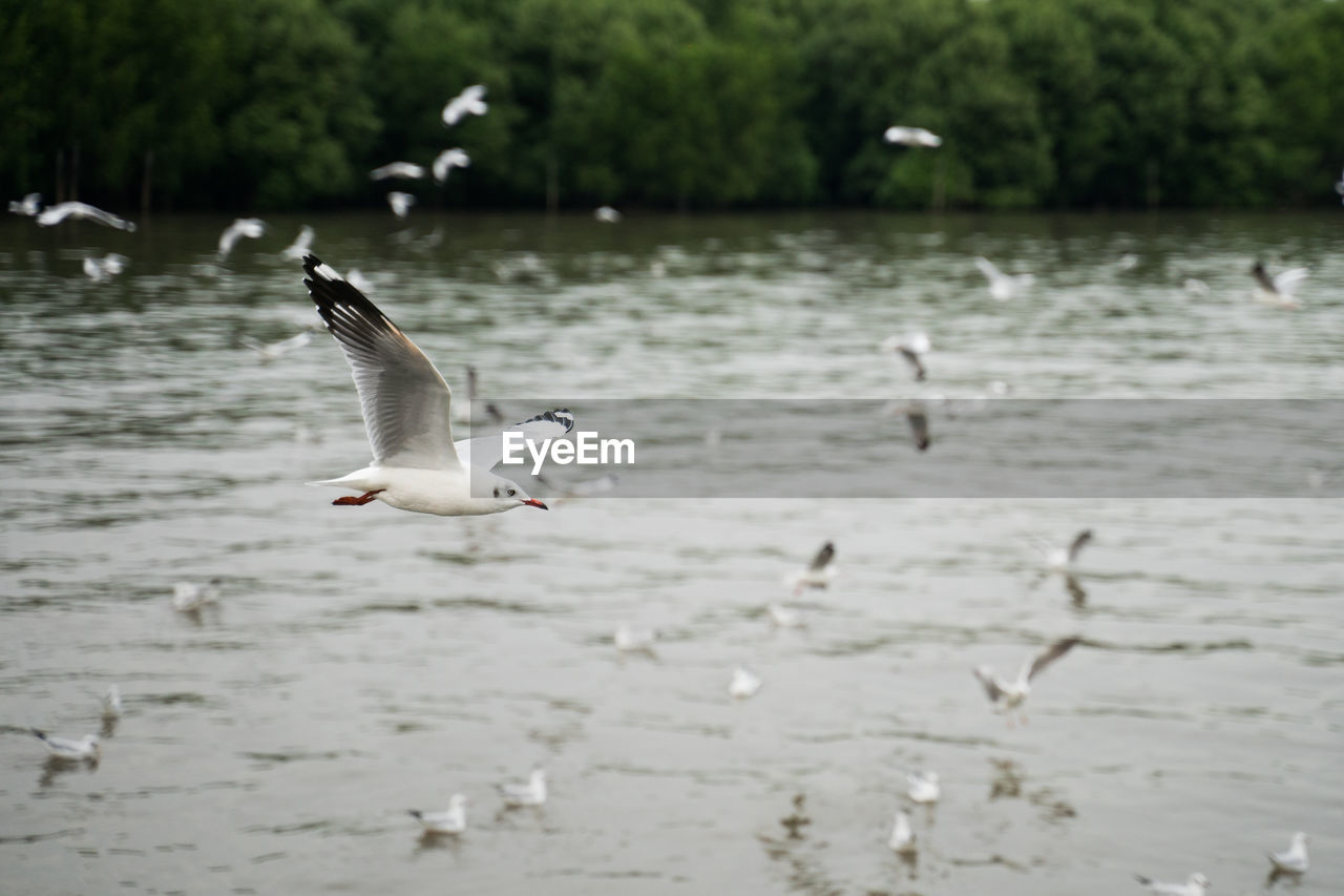 VIEW OF SEAGULLS AT LAKE