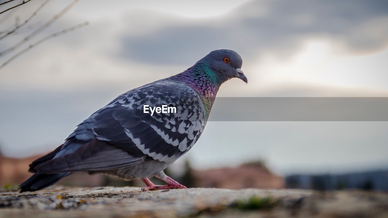 CLOSE-UP OF BIRD PERCHING