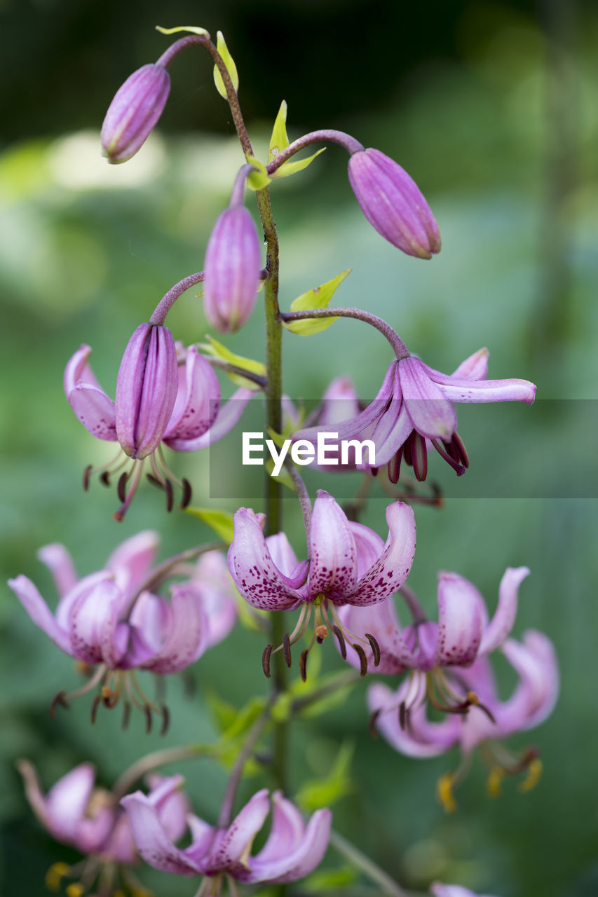 CLOSE-UP OF PINK FLOWERS