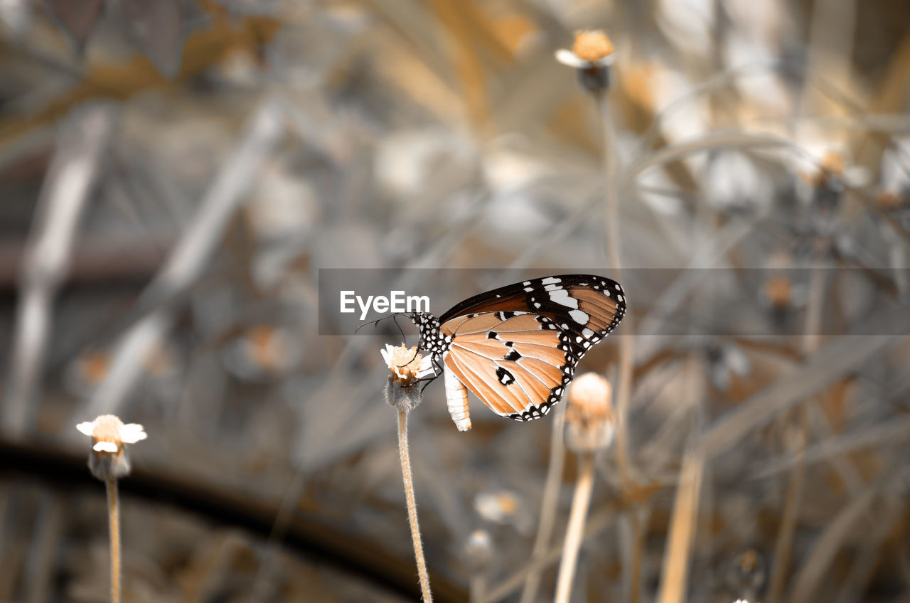 Close-up of butterfly on flower