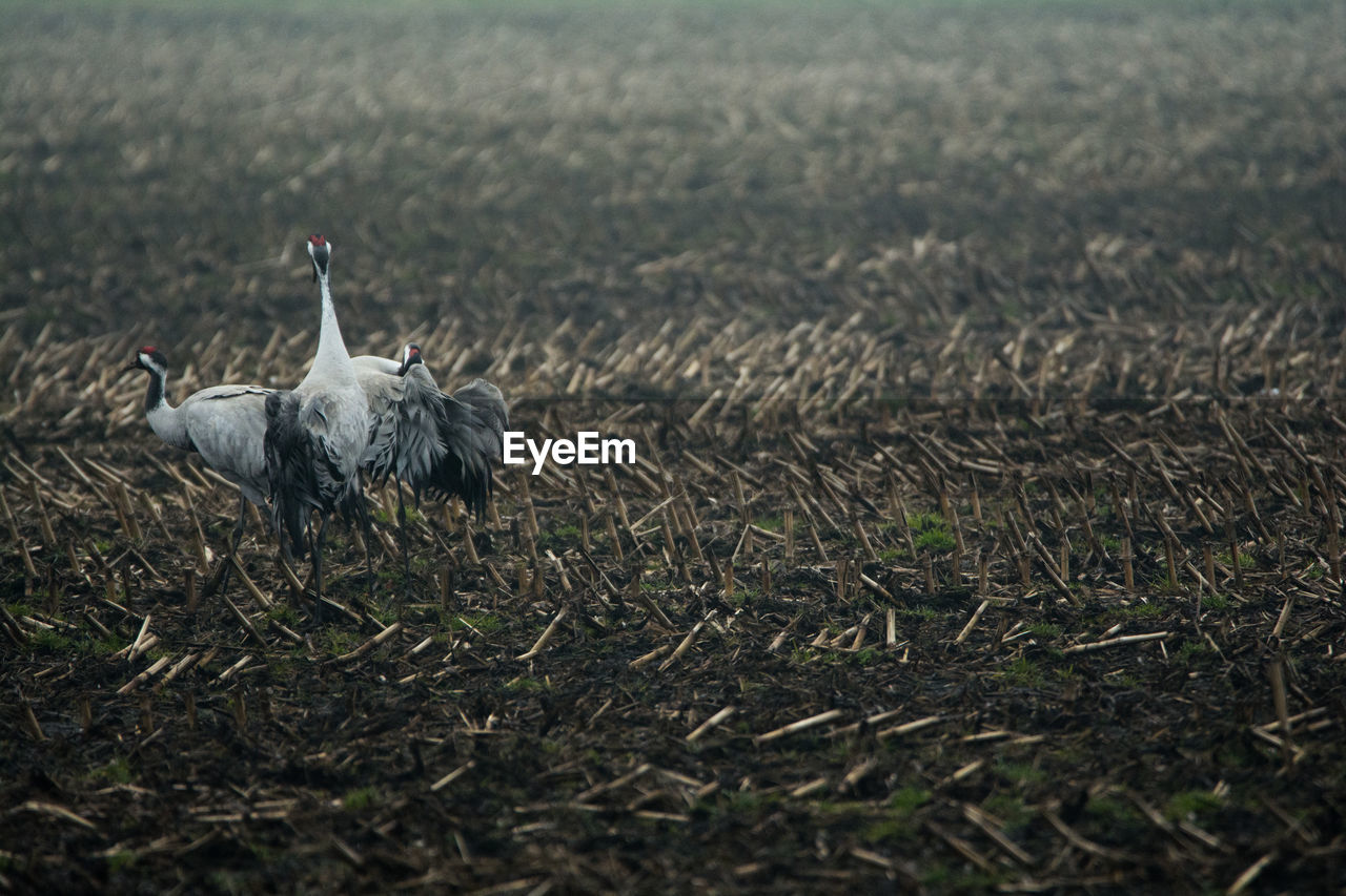 Gray herons walking on field