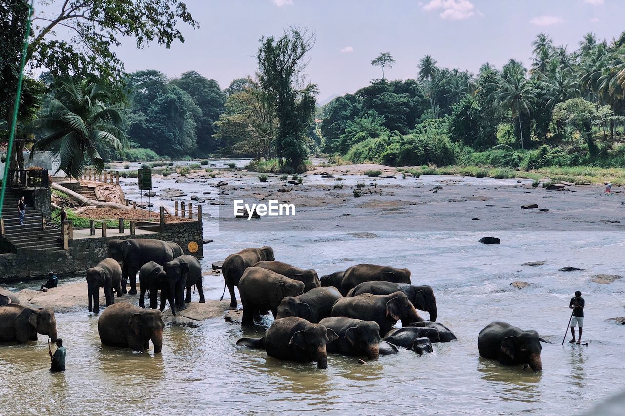 Scenic view of lake with elephants against sky