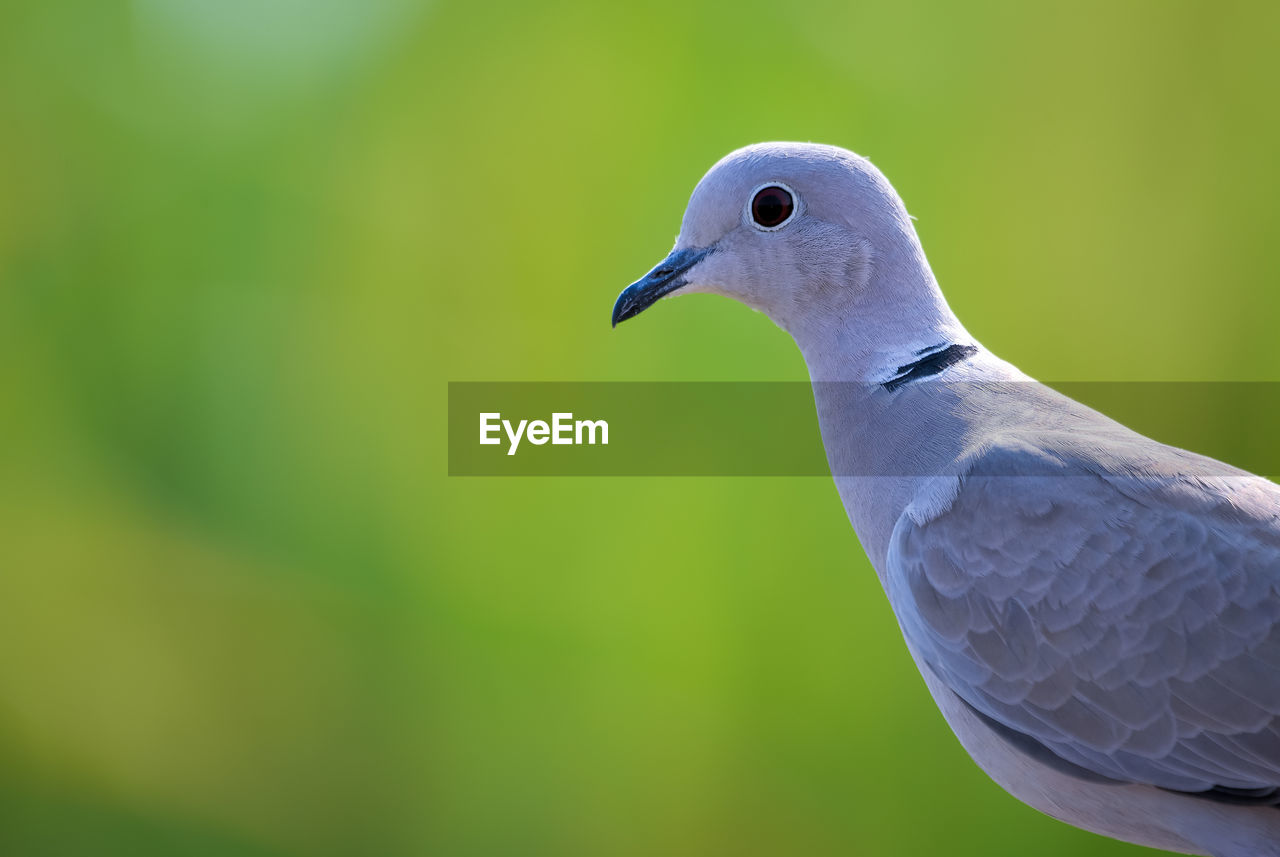 CLOSE-UP OF SEAGULL LOOKING AWAY OUTDOORS