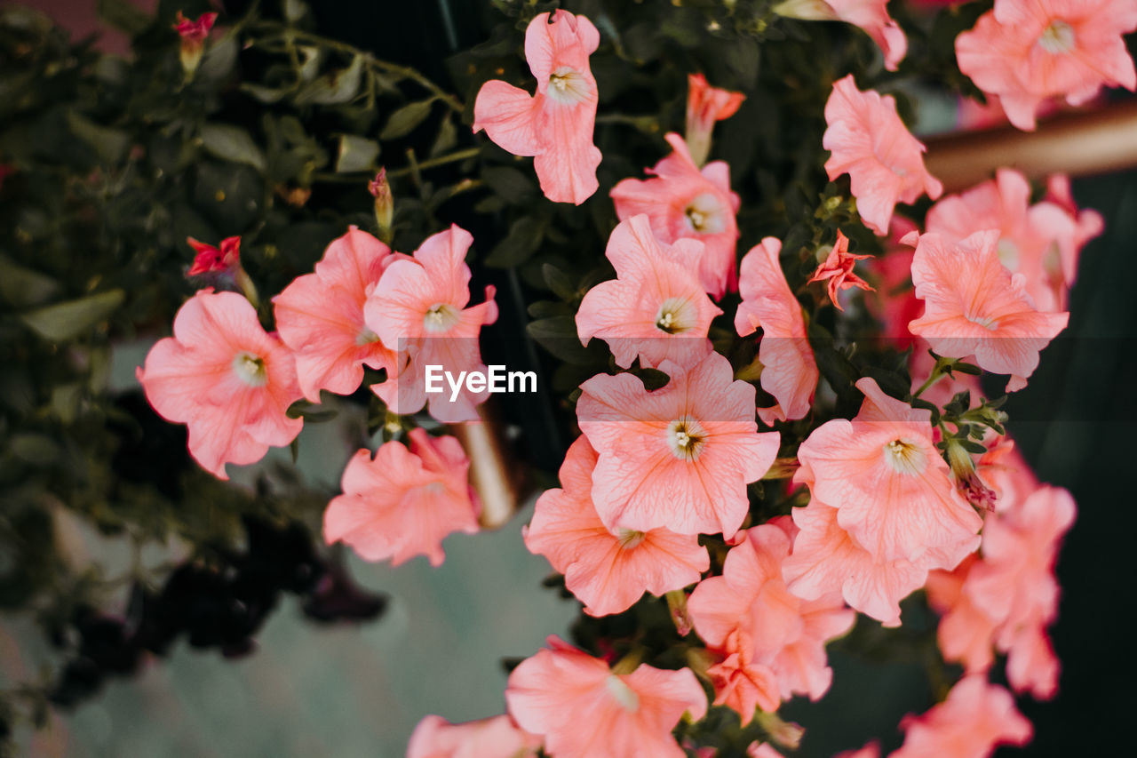 Close-up of pink flowering plants