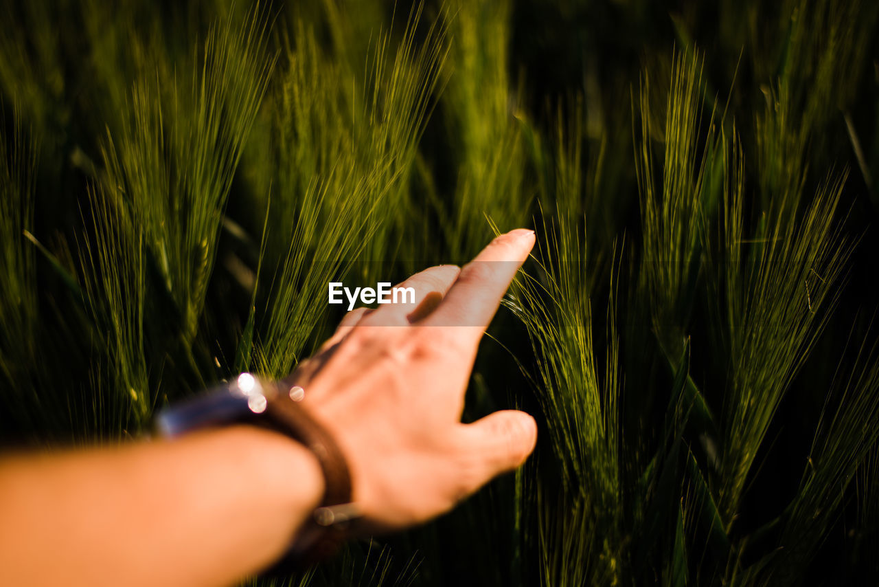Cropped image of hand touching plant on field
