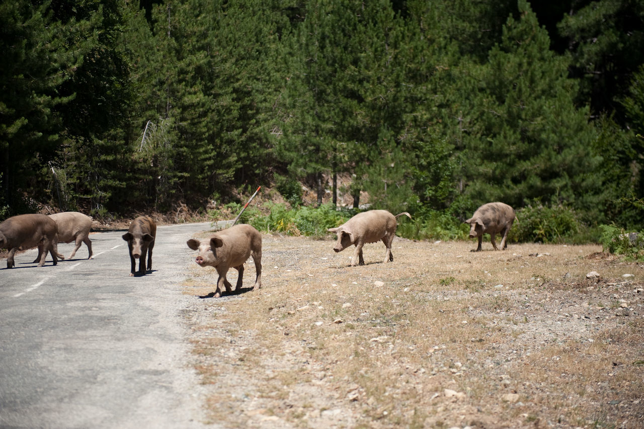 Herd of pigs crossing road