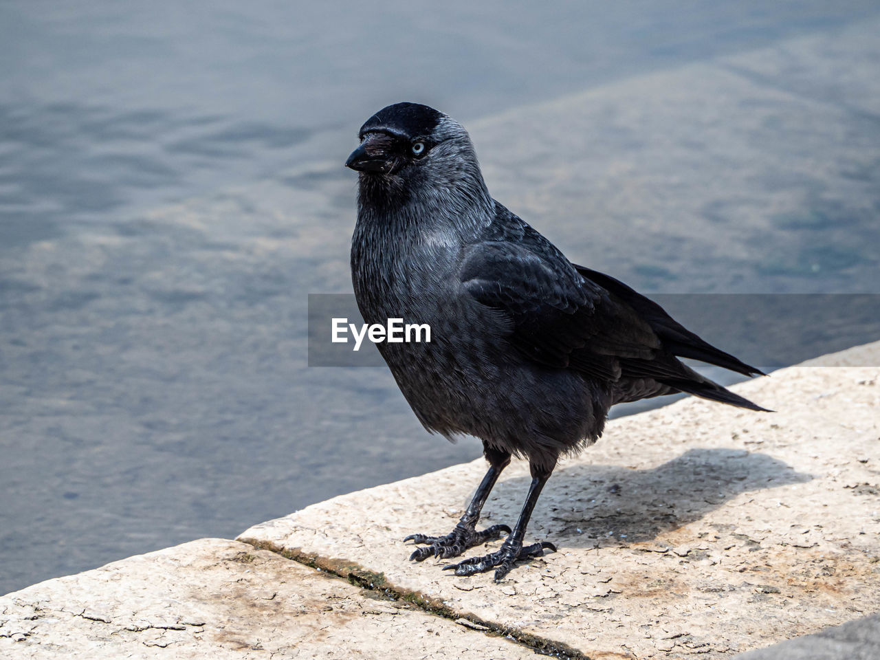 Close-up of a bird