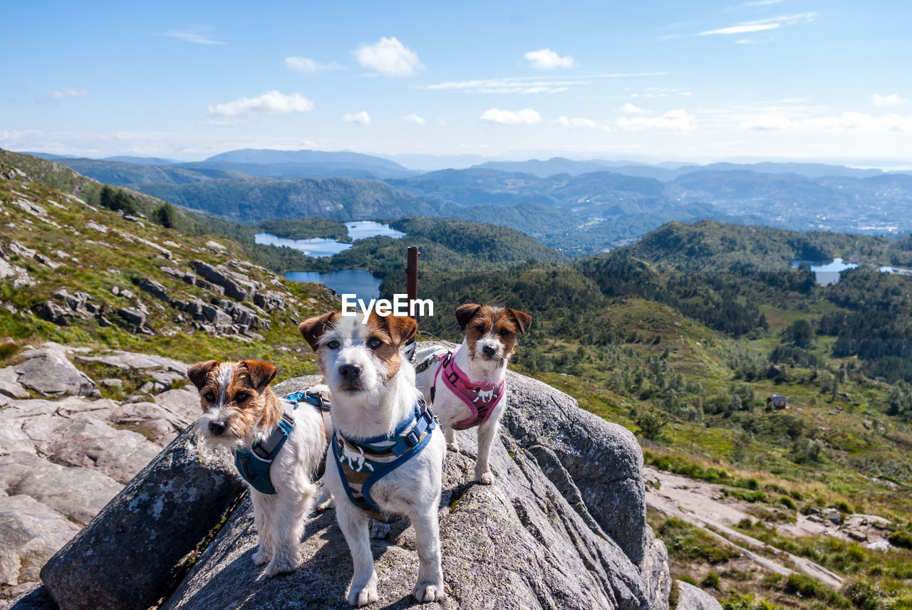 Portrait of sled dogs on rock against sky