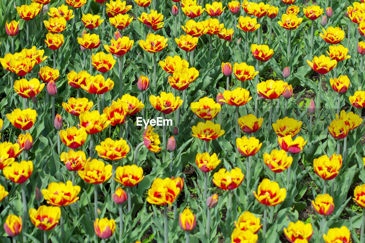 FULL FRAME SHOT OF FRESH YELLOW FLOWERS