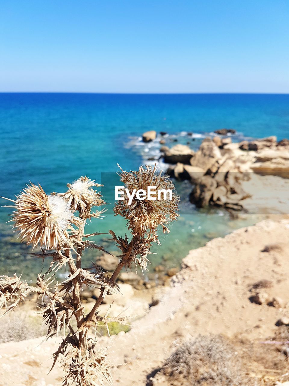 Close-up of plants against sea