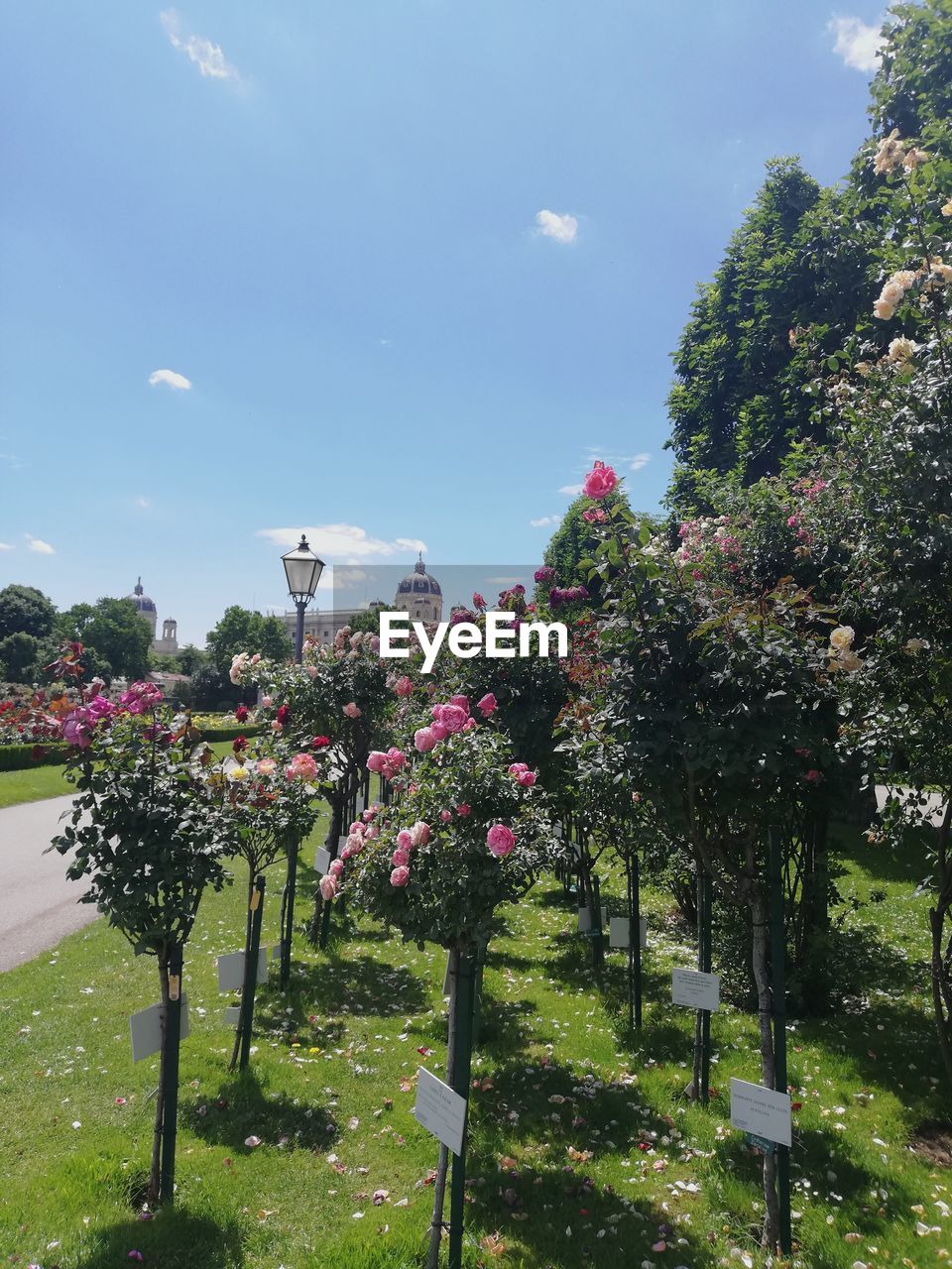 Pink flowering plants in park