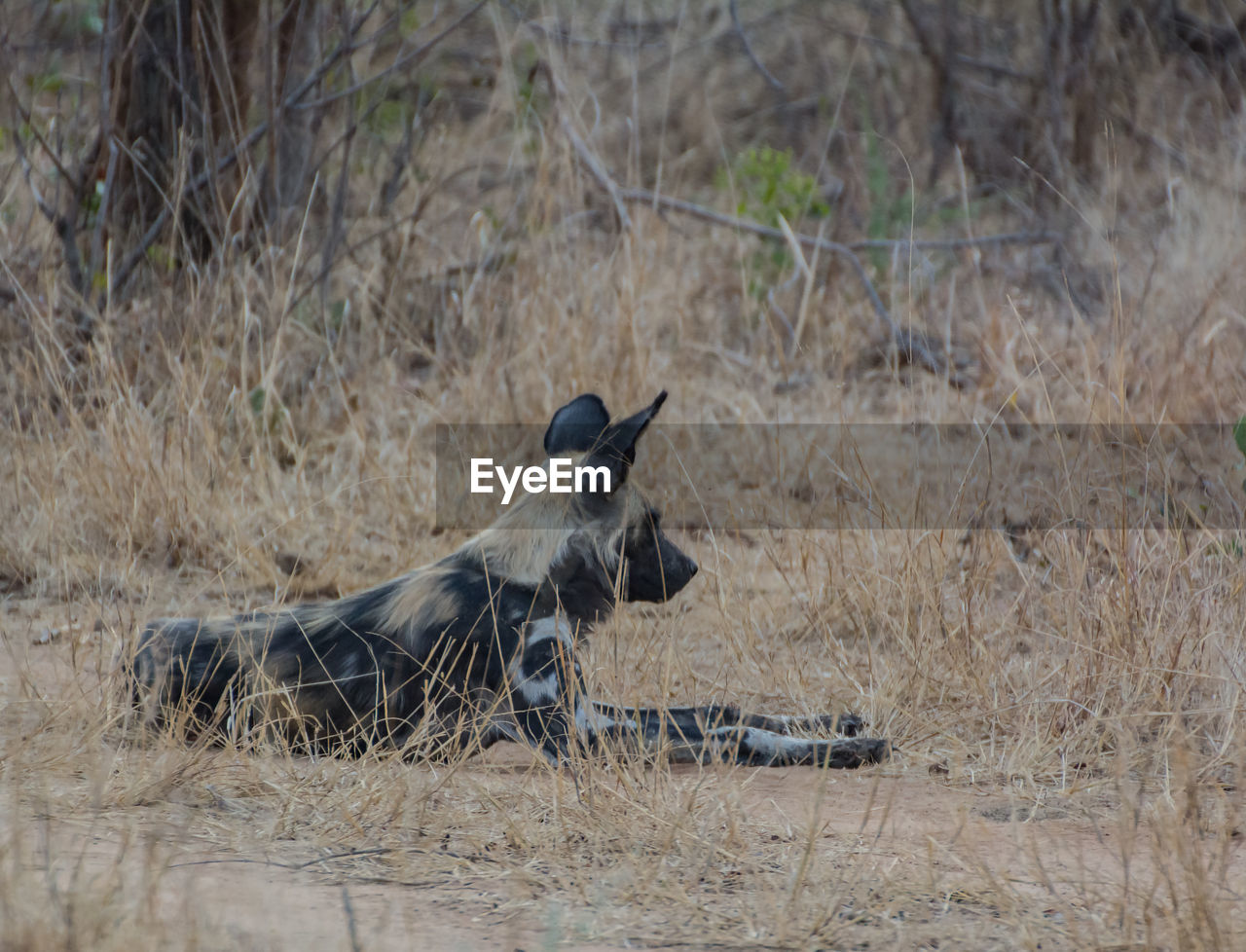 Side view of hyena sitting on field