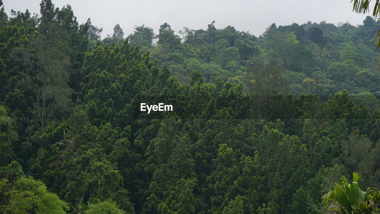 HIGH ANGLE VIEW OF TREES GROWING IN FOREST