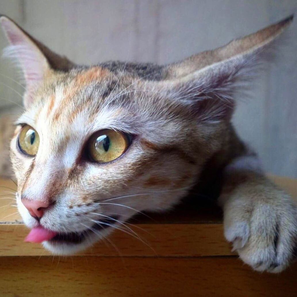 CLOSE-UP PORTRAIT OF CAT IN PEN
