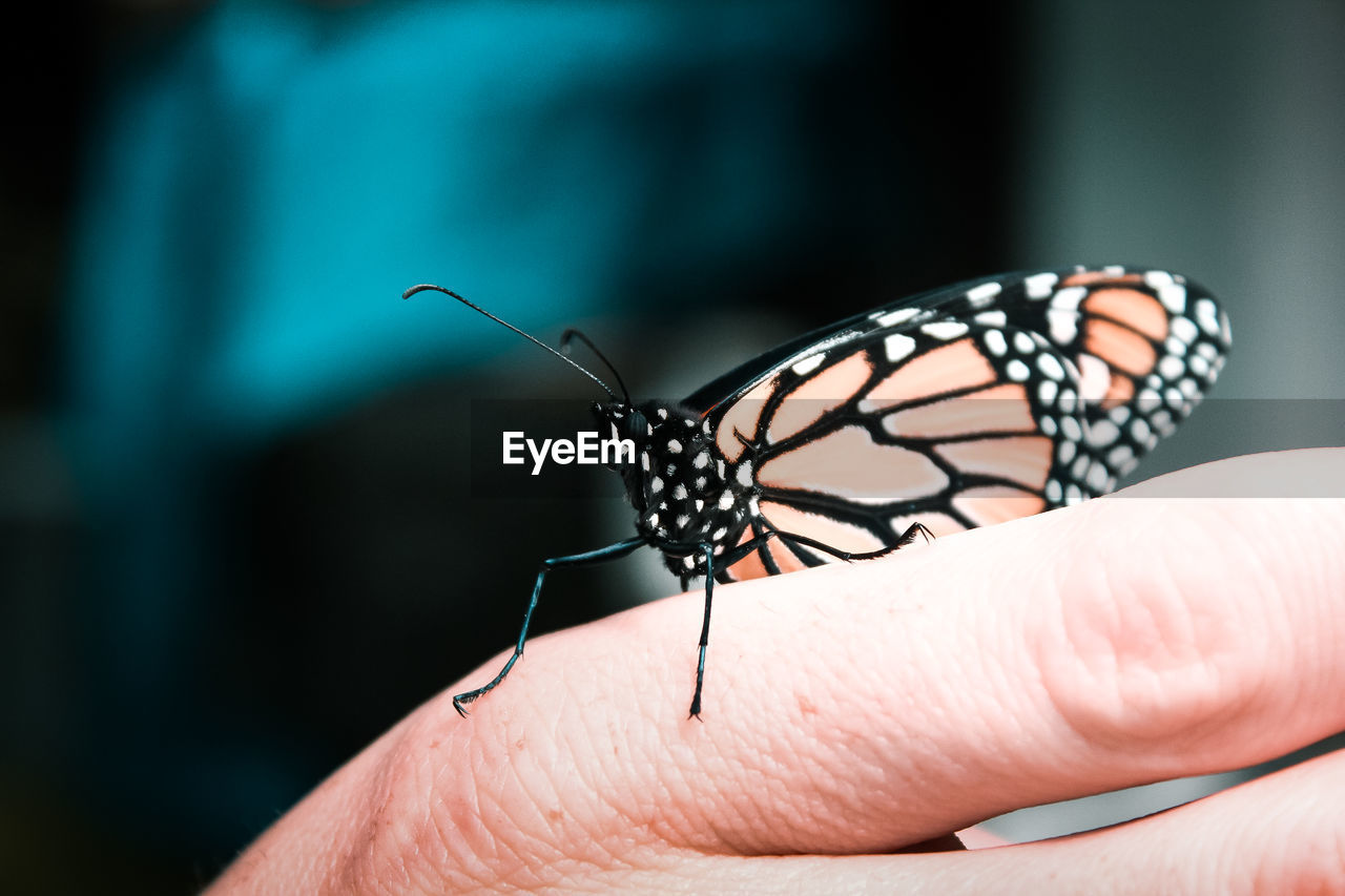 CLOSE-UP OF BUTTERFLY ON HAND HOLDING LEAF