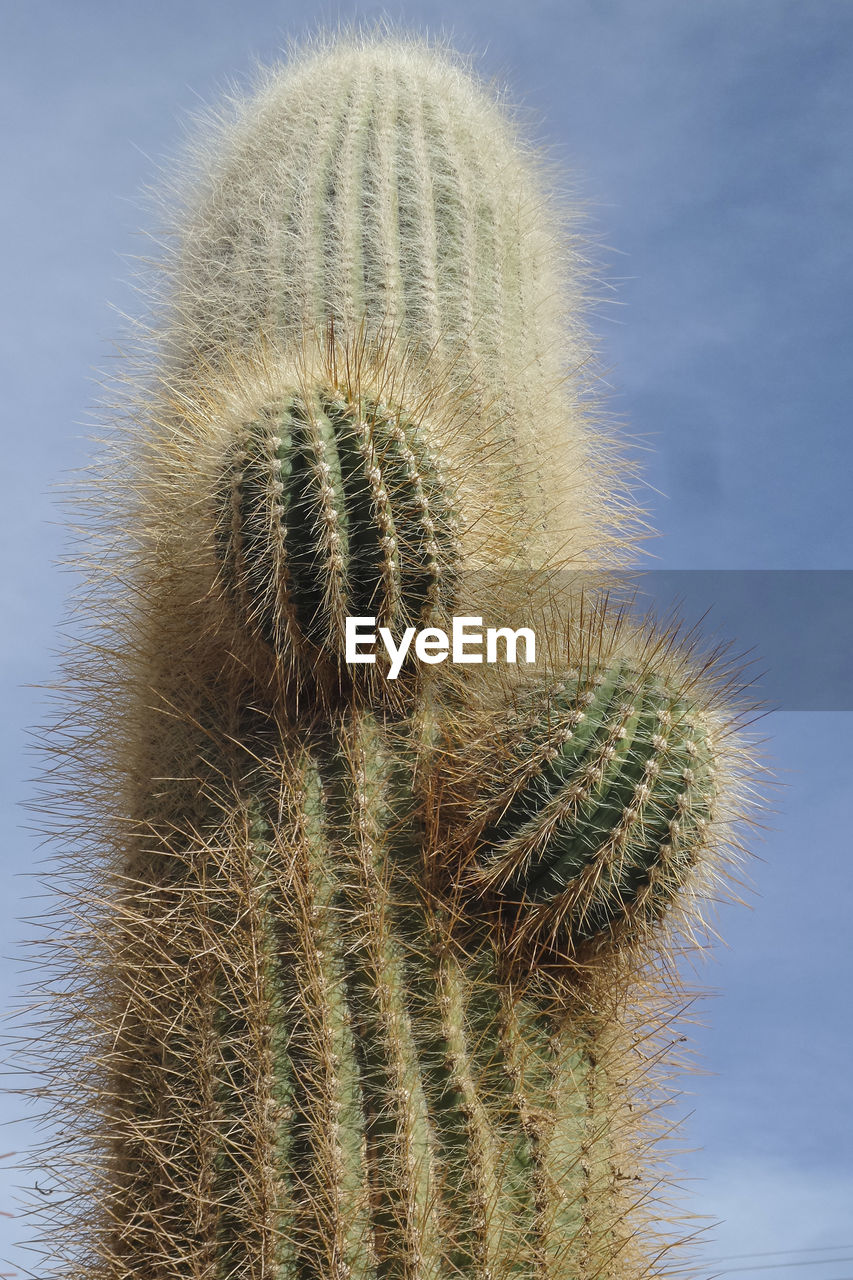 CLOSE-UP OF CACTUS PLANT AGAINST SKY