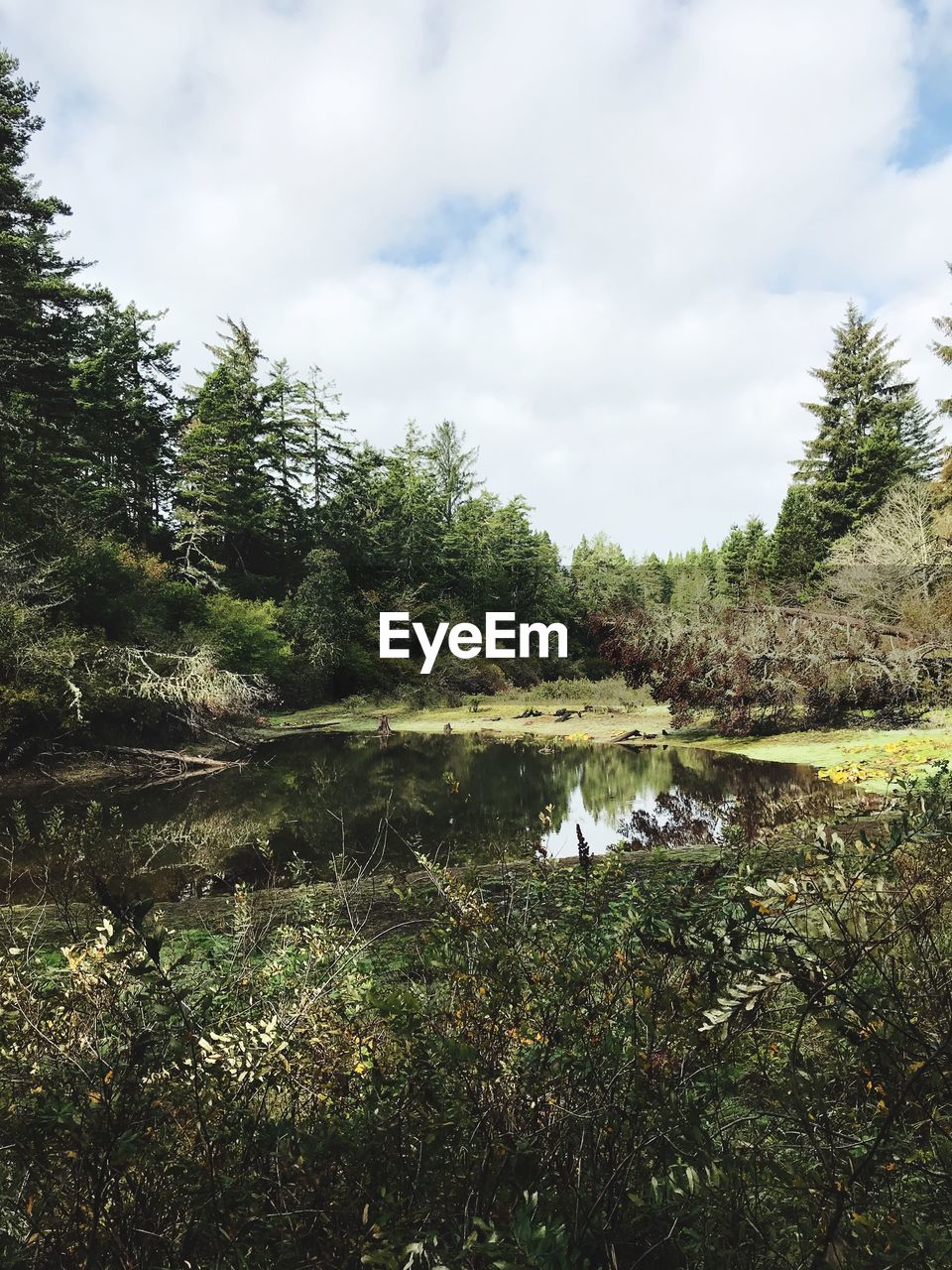 SCENIC VIEW OF LAKE AGAINST TREES IN FOREST