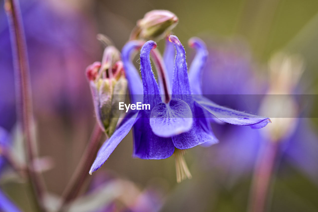 CLOSE-UP OF PURPLE FLOWER