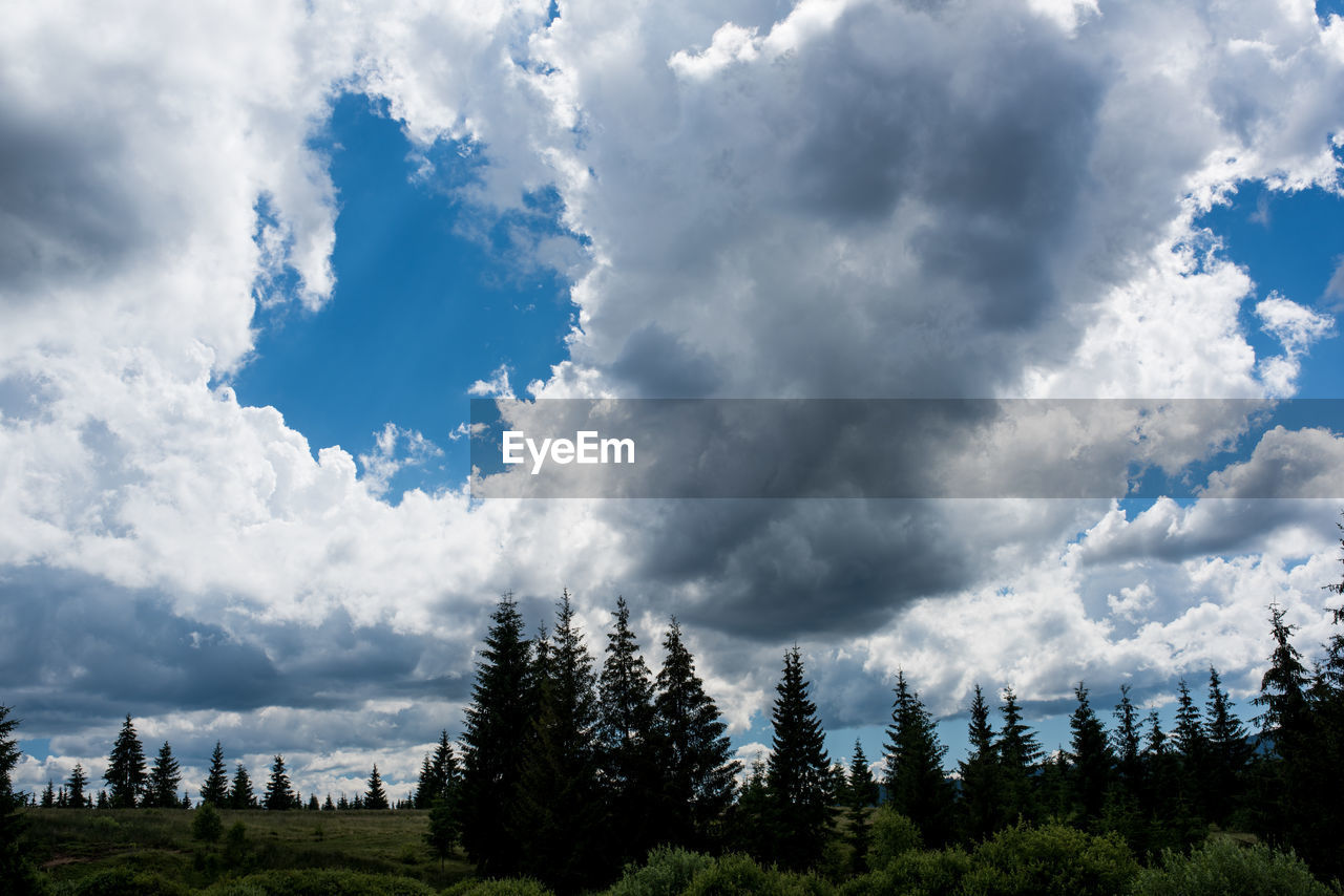 PANORAMIC VIEW OF FOREST AGAINST SKY